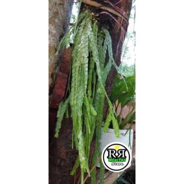 TERLARIS tanaman hias gantung kumpai - kumpay