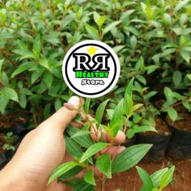 PROMO bibit senggani akar senggani