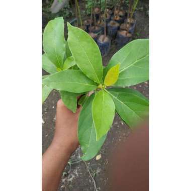 Bibit tanaman buah alpukat tanpa biji-seedless