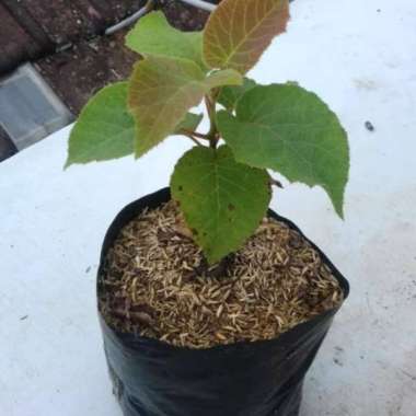 Bibit buah kiwi gold