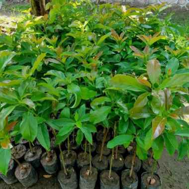 Paket hemat 3 bibit alpukat miki depok super