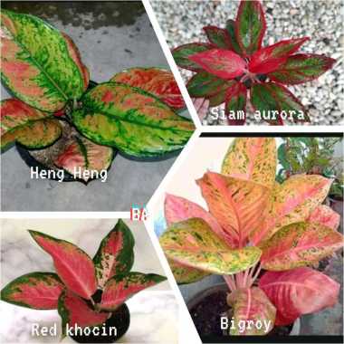 PROMO Aglonema paket 4 jenis teraris