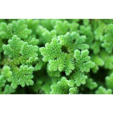 Bibit Azolla Pinnata - Azzola Microphyllia