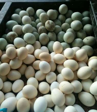 TELUR BEBEK MENTAH ORIGINAL