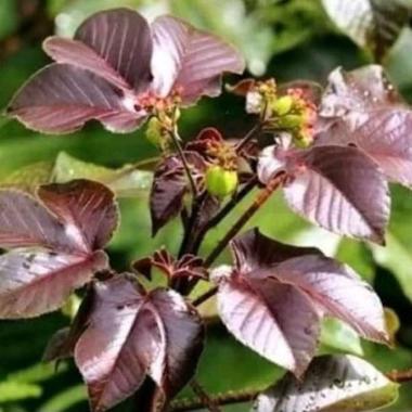 Daun Jarak Merah Segar