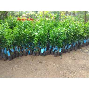 Bibit Jeruk RGL murah tunas bibit