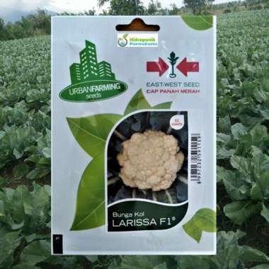 Benih Bunga Kol Cauliflower Larissa F1 Isi 50 Benih Cap Panah Merah
