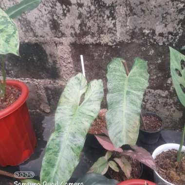 tanaman philodendron paraiso verde