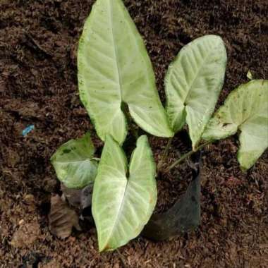 Tanaman Hias Syngonium Putih - Syngonium White