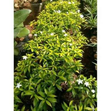 Tanaman hias rembosa mini golden rombusa