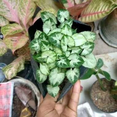 Tanaman Hias Syngonium Mini