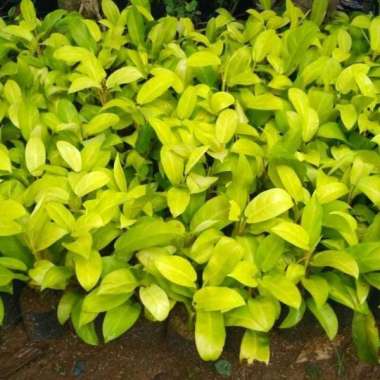 Tanaman Hias Sirih Gading Centong Kuning