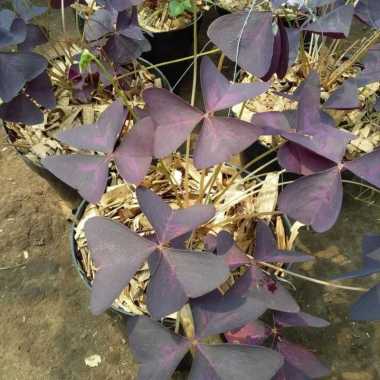 tanaman hias kupu kupu tanaman pot gantung bunga