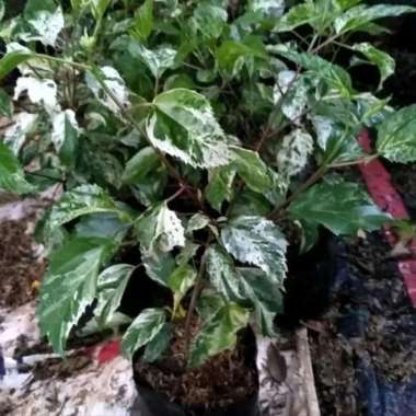 Tanaman Hias Bunga Kembang Sepatu Varigata - Variegata