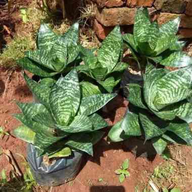 Tanaman Hias Lidah Mertua Mini