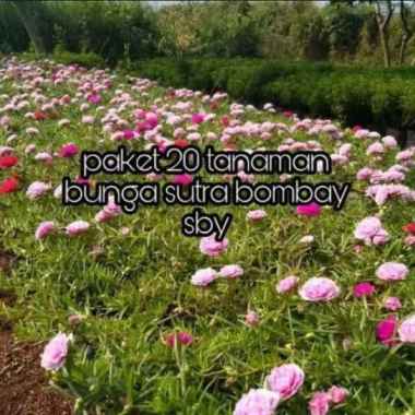 paket 20 tanaman bunga krokot sutra bombai mossrose portulaca bombay
