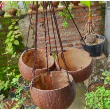 pot batok kelapa gantung unik