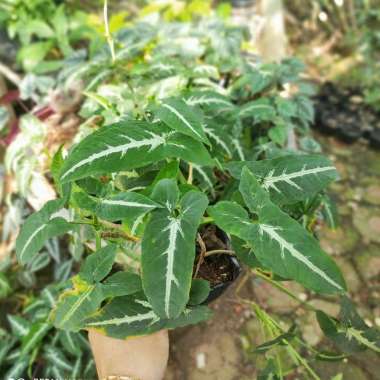 Syngonium Wendlandii Tanaman Syngonium