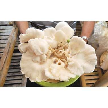 Jamur TIram ( 1 kg )
