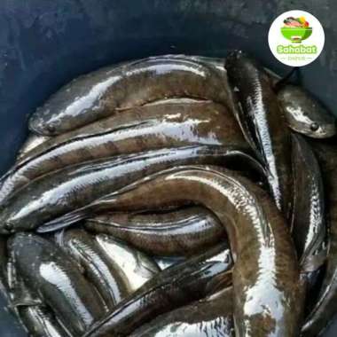 Ikan Gabus Segar 500gr -