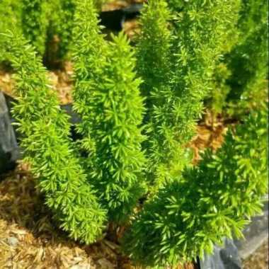 TANAMAN EKOR TUPAI - cemara mini