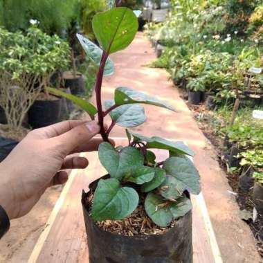 Tanaman herbal binahong merah