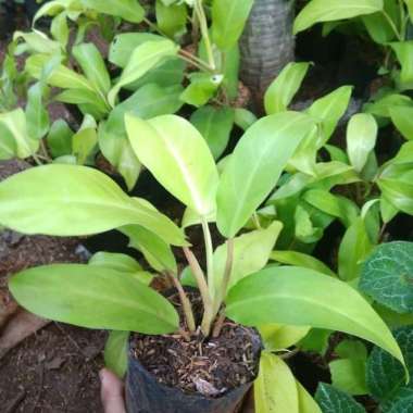 Bibit tanaman hias Srigading centong-srigading-tanaman hias