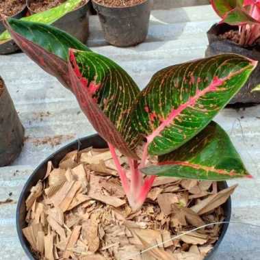 Tanaman Hias Aglaonema Adelia