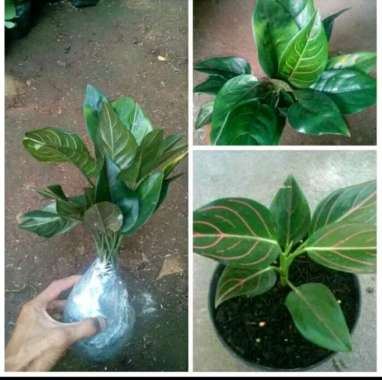 Aglaonema Rotundum - aglonema rotundum