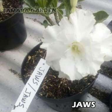 Bibit Bunga Kamboja Adenium Jaws