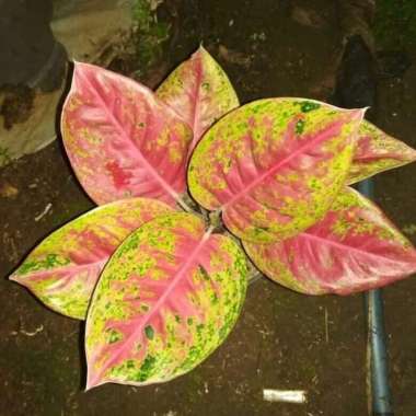 Aglonema Mahaseti / Aglaonema Mahasety