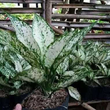 tanaman hias aglonema siam paragon - aglonema siam pharagon