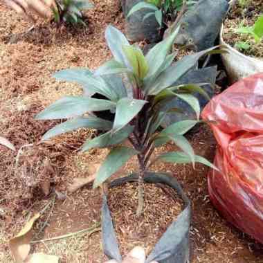 Tanaman Hias Hanjuang - Pohon Andong - Kemoceng - tanaman