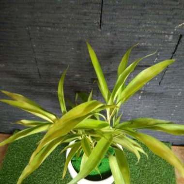 Pohon Suji golden + Pot | tanaman sri rejeki | pohon indoor &