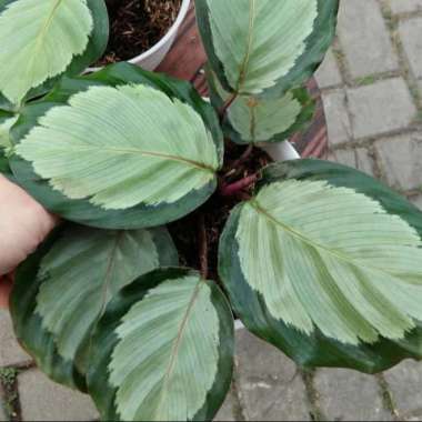 Tanaman Hias Calathea Corona Bulan