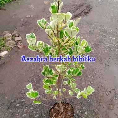 Azzahra berkah bibitku tanaman hias ficus variegata kupu-kupu