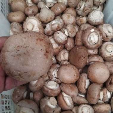 Jamur Portobello 200 gram