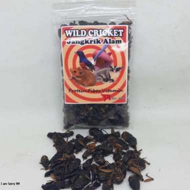 JANGKRIK ALAM KERING WILDCRICKET PAKAN MAKANAN BURUNG PEMAKAN SERANGGA