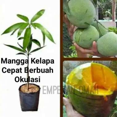 Bibit Buah Mangga Kelapa Super Jumbo