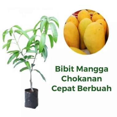 Bibit Buah Mangga Chokanan Okulasi Mangga Kuning Super Cepat Berbuah