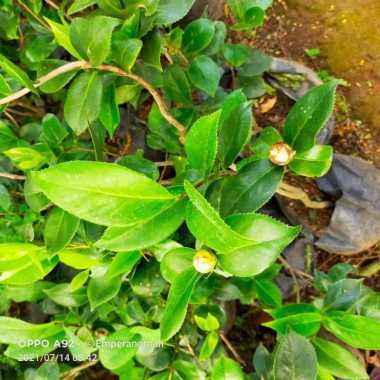 Bibit Tanaman Hias Bunga Kamelia