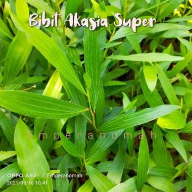 Grosir Bibit Tanaman Pohon Akasia Super