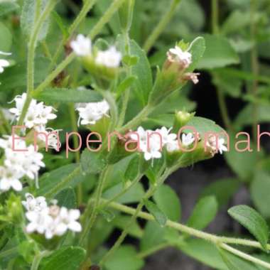 Daun Manis Stevia || Gula manis Herbal || Bibit Tanaman Daun Stevia ||