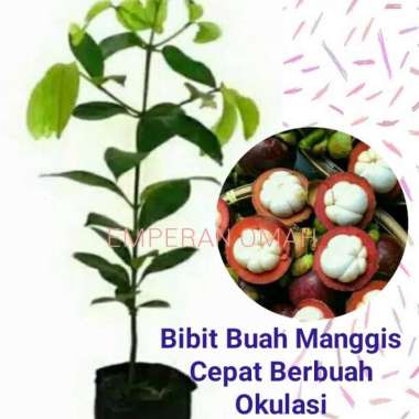[Grosir] Bibit Buah Manggis Super Bibit Buah Manggis Okulasi Murah