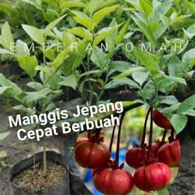 Buah Manggis Jepang Bibit Tanaman Buah Manggis Jepang
