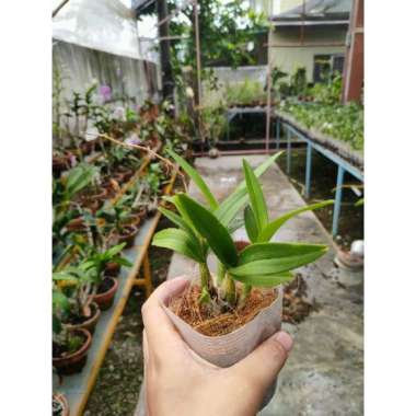 Anggrek dendrobium enobi pink splash Dewasa