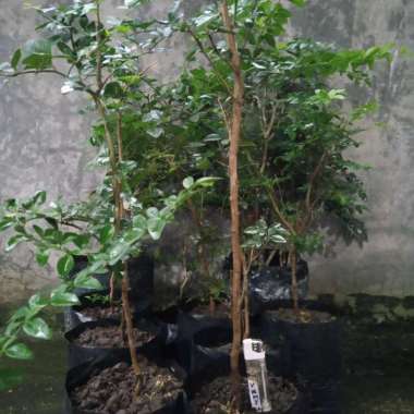 bahan bonsai jeruk kingkit. murah