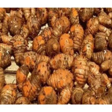 Biang Kunyit Segar / Kunyit Biang / Empu Kunyit 1 KG