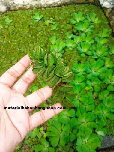 Tanaman Hias Air Kiapung Kiambang Kolam Aquarium Salvinia Molesta