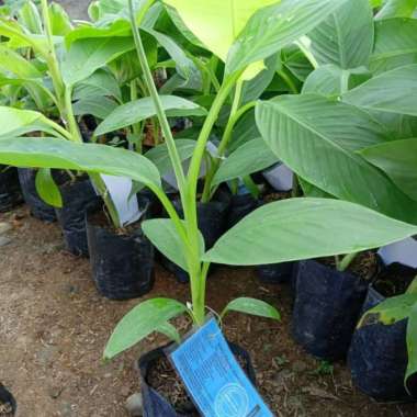 Bibit Buah Pisang Emas Kirana Kultur Jaringan Aneka Bibit Murah